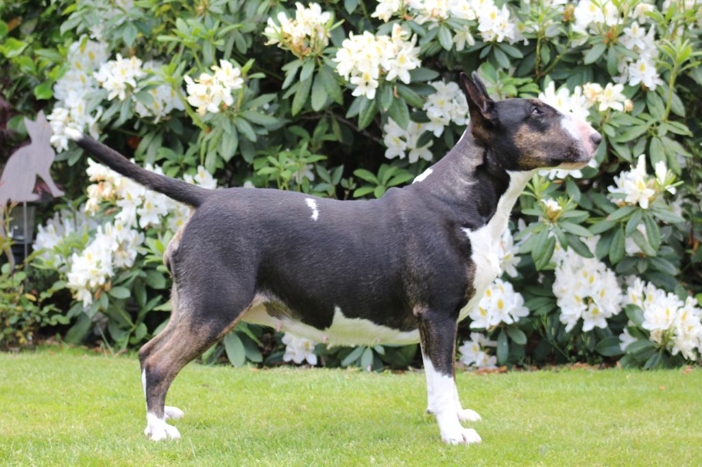 CH. Lilly de l arche des bull du nord